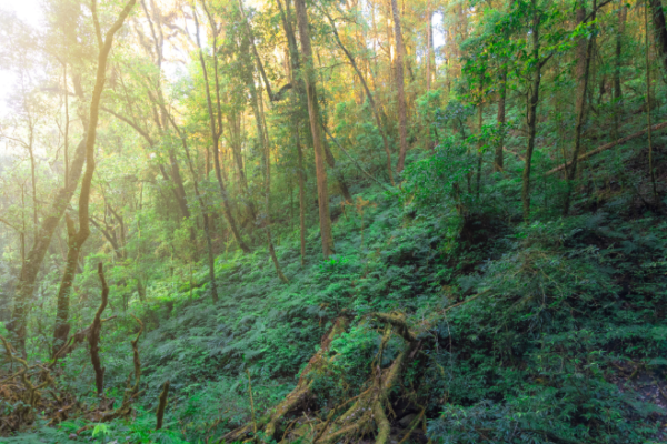 Doctor Heals_Nature Therapy 2