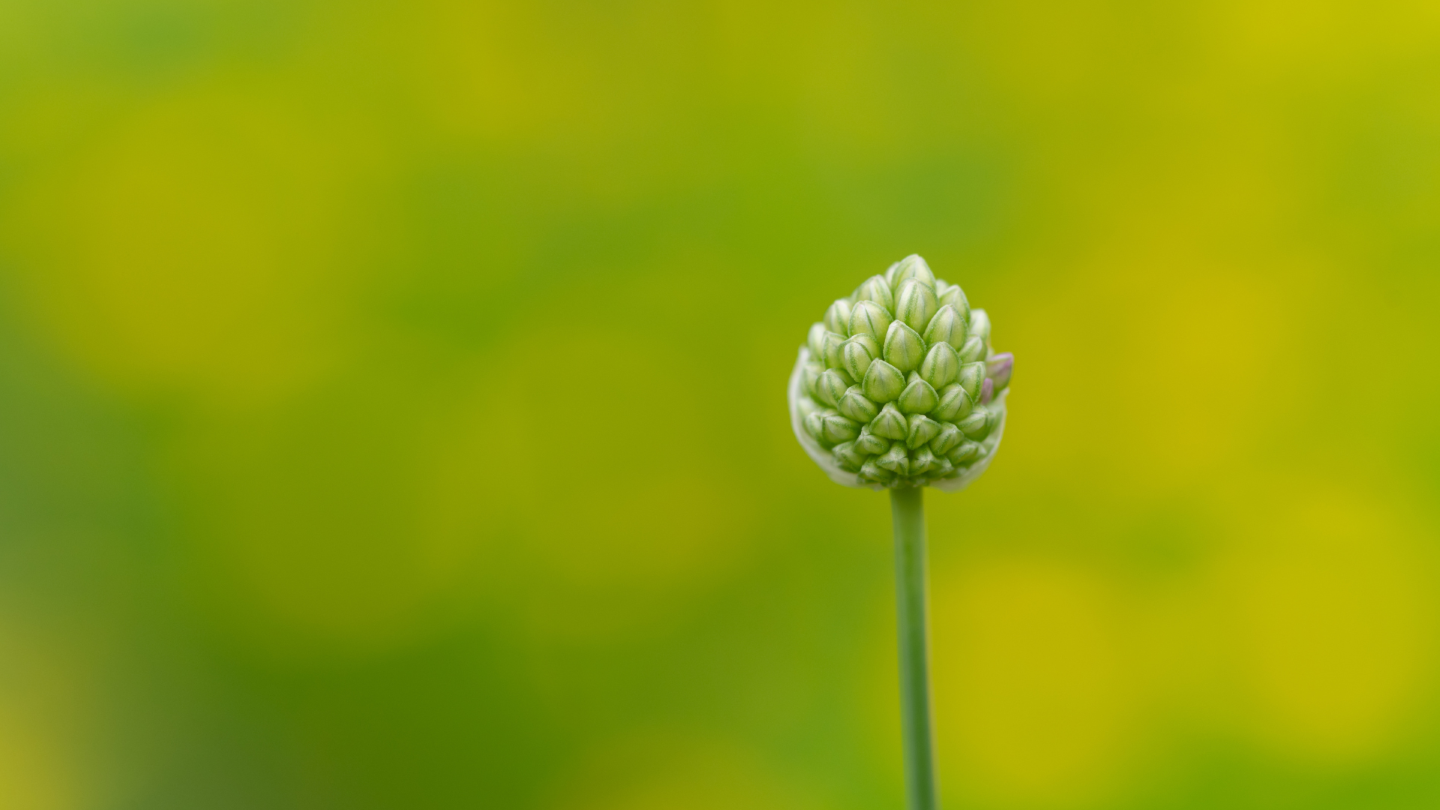 Wellness Insights